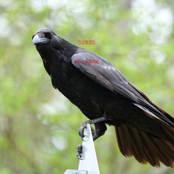 Corvids
