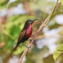 Sunbirds