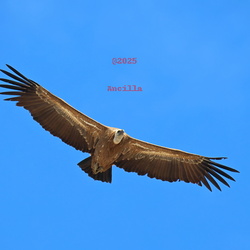 Vultures