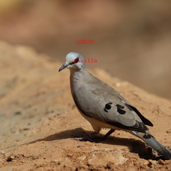 Pigeons& Doves