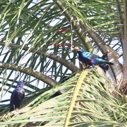 Starlings