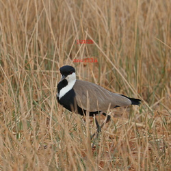 Lapwings & thick knees