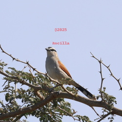 Shrikes