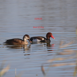 Ducks
