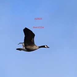 Geese