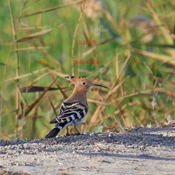 Woodpeckers and hoopoe`s