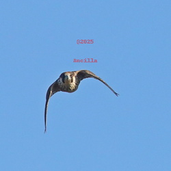 Falcons